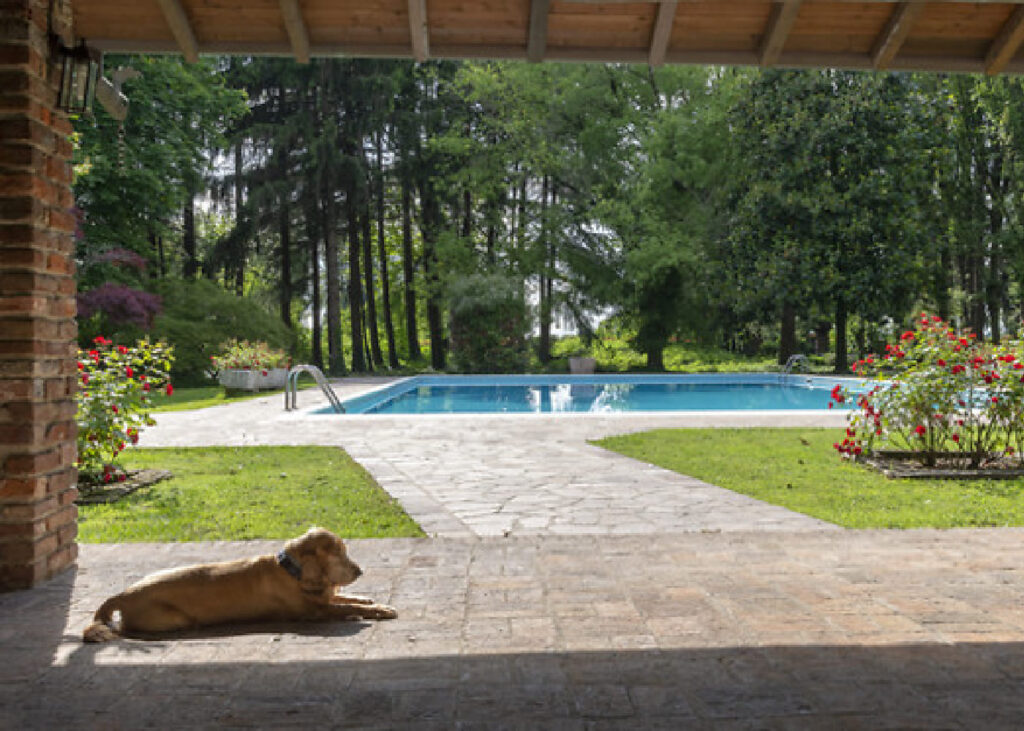 dog week end 