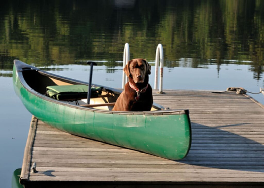 pet-friendly-getaway