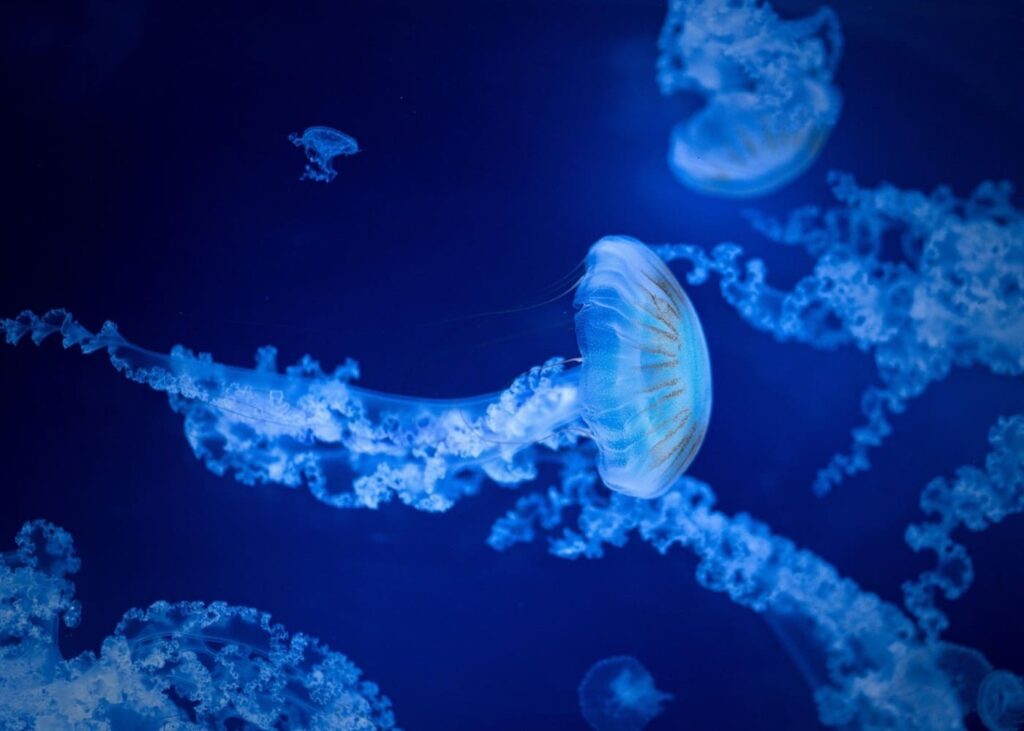 aquaium