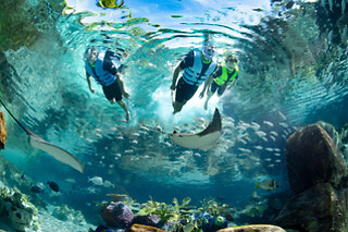 SEA LIFE Admission in Orlando, FL