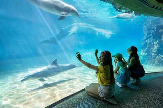 SEA LIFE Admission in Orlando, FL