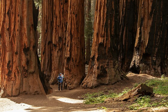 Muir Woods and Sausalito Half-Day Tour