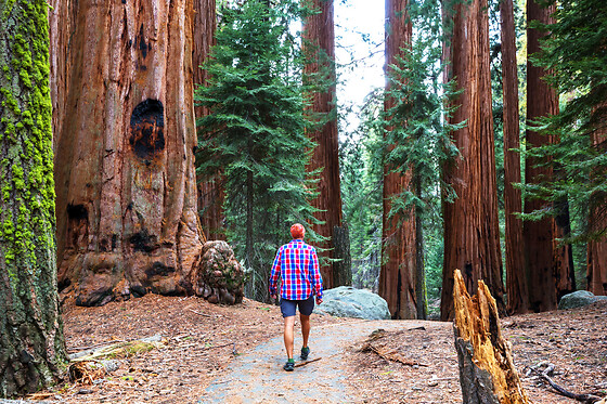 Yosemite and Giant Sequoias Day Tour from San Francisco