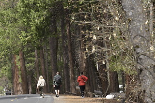 Yosemite and Giant Sequoias Day Tour from San Francisco