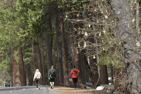 Yosemite and Giant Sequoias Day Tour from San Francisco