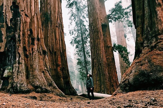 Yosemite and Giant Sequoias Day Tour from San Francisco