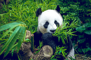 Zoos & Aquariums  