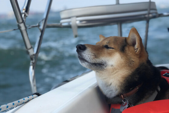 Set sail on New York Harbor at Brooklyn Sail LLC