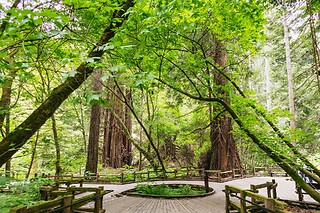 Muir Woods & Sausalito Half Day AM/PM and 4h Bike rental