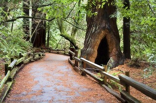 Muir Woods & Sausalito Half Day AM/PM and 4h Bike rental