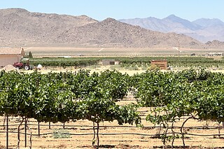 Joshua Tree Horseback Riding Tour & Lunch with the Singing Cowboy