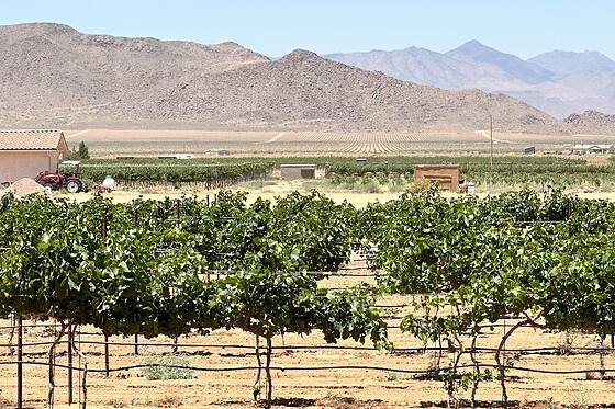 Joshua Tree Horseback Riding Tour & Lunch with the Singing Cowboy