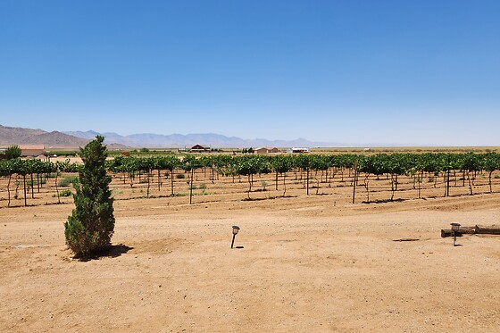 Joshua Tree Horseback Riding Tour & Lunch with the Singing Cowboy