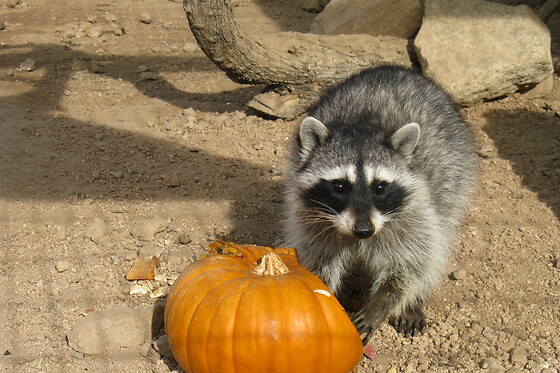 Wildlife Haven Tour: Keeper of the Wild Sanctuary