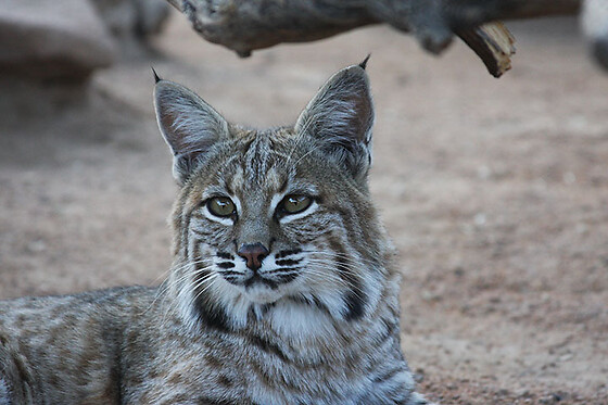 Wildlife Haven Tour: Keeper of the Wild Sanctuary