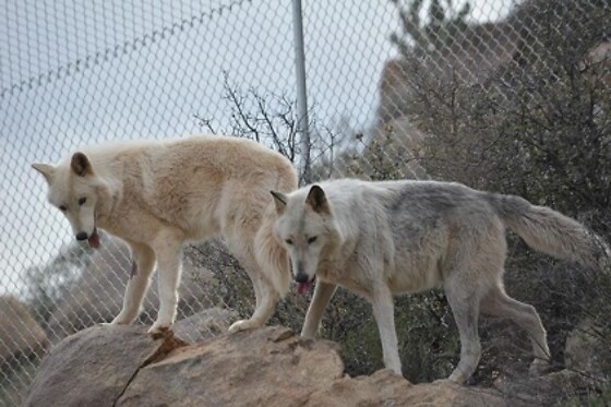 Wildlife Haven Tour: Keeper of the Wild Sanctuary