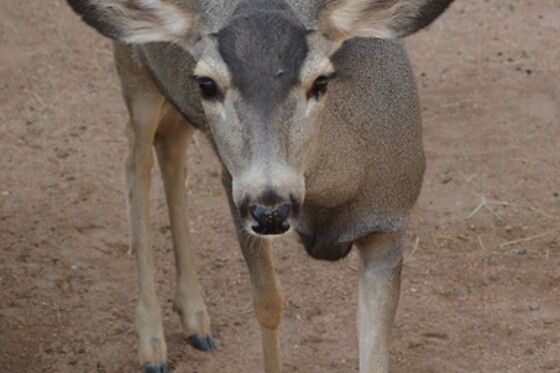 Wildlife Haven Tour: Keeper of the Wild Sanctuary