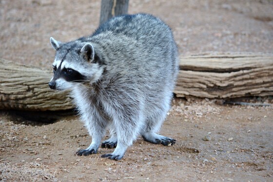 Wildlife Haven Tour: Keeper of the Wild Sanctuary