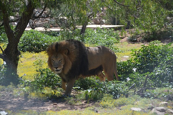 Wildlife Haven Tour: Keeper of the Wild Sanctuary