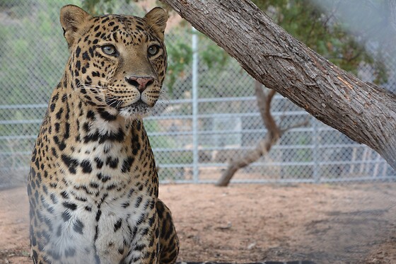 Wildlife Haven Tour: Keeper of the Wild Sanctuary