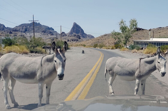 Tour of Oatman Mining Village and Route 66