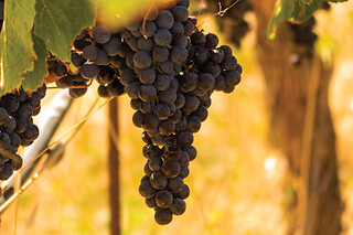 Full Day Wine Country Tour (Sonoma Valley & Napa Valley)