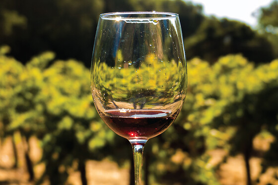 Full Day Wine Country Tour (Sonoma Valley & Napa Valley)