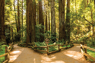Woods & Wine (Armstrong Redwoods + Wine Country Tour)