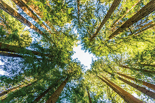 Woods & Wine (Armstrong Redwoods + Wine Country Tour)