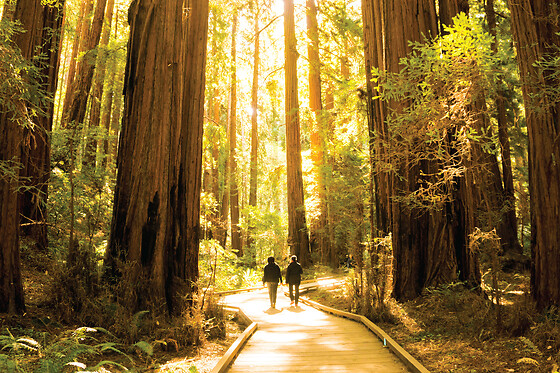 Woods & Wine (Armstrong Redwoods + Wine Country Tour)