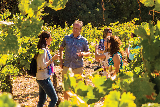 Full Day Wine Country Tour (Sonoma Valley & Napa Valley)