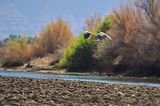 Colorado River Full-Day Rafting Adventure with Exclusive BBQ Lunch for 2 people