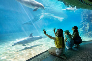 SEA LIFE Admission in Orlando, FL
