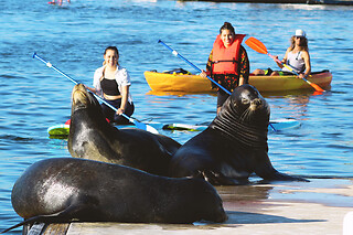 Stand up Paddle with Sea Lions at Fun Surf LA, Marina del Rey