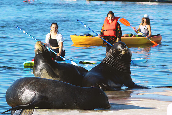 Kayak for 2 with Sea Lions at Fun Surf LA, Marina del Rey