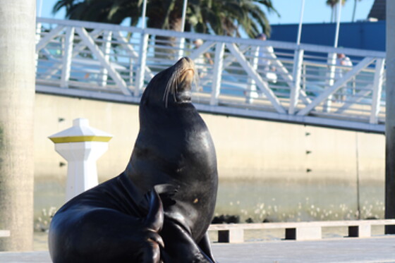 Kayak with Sea Lions at Fun Surf LA, Marina del Rey