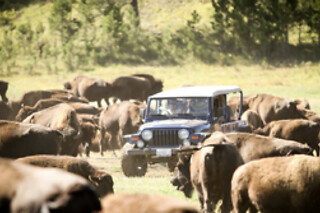 Private Buffalo Jeep Safari and Mammoth Site Tour