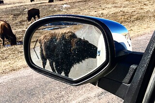 Private Buffalo Jeep Safari and Mammoth Site Tour