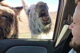 Black Hills Adventure Tours
