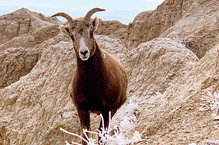 Private Buffalo Jeep Safari and Mammoth Site Tour