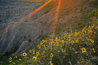 Private Buffalo Jeep Safari and Mammoth Site Tour