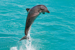 Happy Birthday Passion