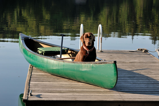 Pet-Friendly Getaway