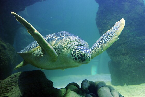 Sea Life Orlando