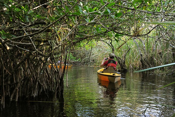 Boat Assisted Kayak Eco Tour