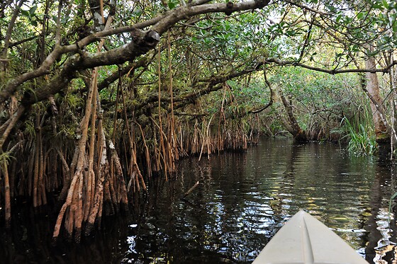 Boat Assisted Kayak Eco Tour