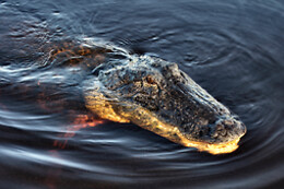 Sawgrass Recreation Park