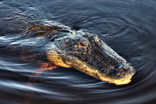 Sawgrass Recreation Park