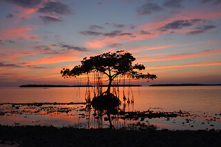 Everglades National Park Dolphin, Birding & Wildlife Tour