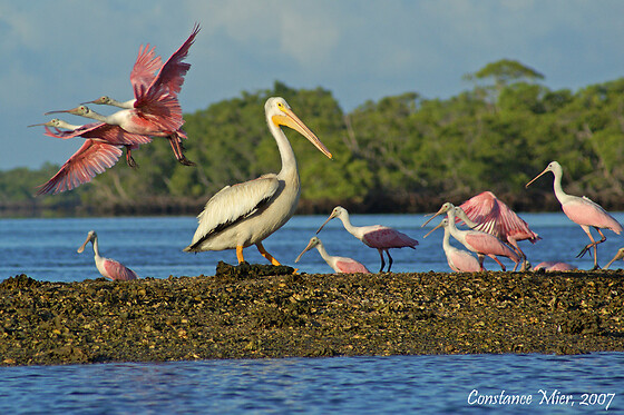 Private Photography and Birding Safari